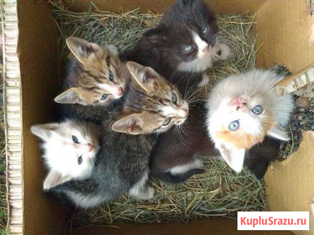 Истребители мышей в добрые руки Иглино - изображение 1
