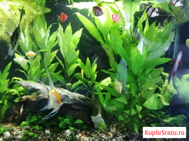 Аквариумное растение лимонник Кумертау - изображение 1