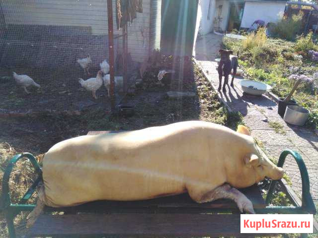 Домашние животные Пролетарский - изображение 1