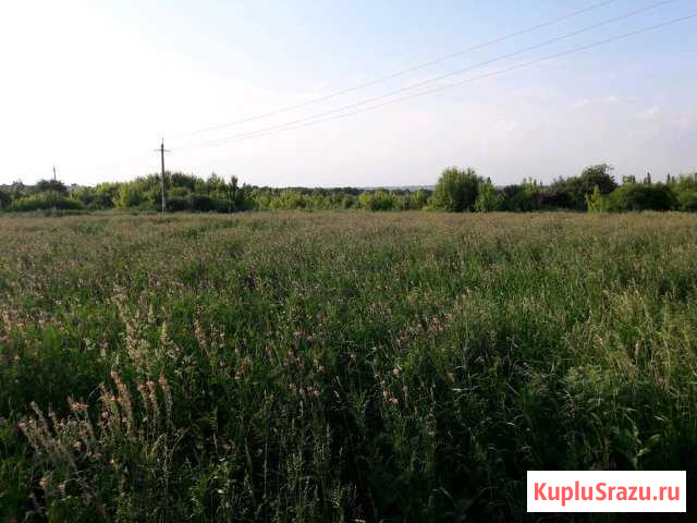 Трава на покос спарцет Майский - изображение 1