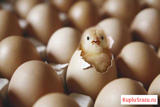 Цыплята Климово - изображение 1