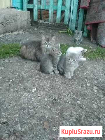 Котята Толбазы - изображение 1