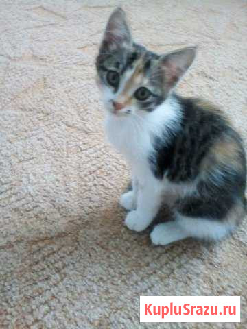 Котенок Авдон - изображение 1