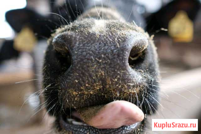 Корова Нефтекамск - изображение 1