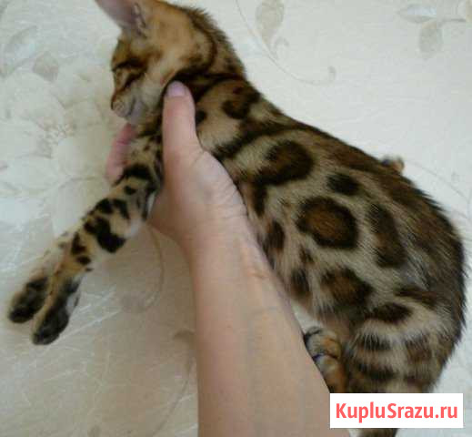 Бенгальский котенок или бутончик роскоши) Майский - изображение 1
