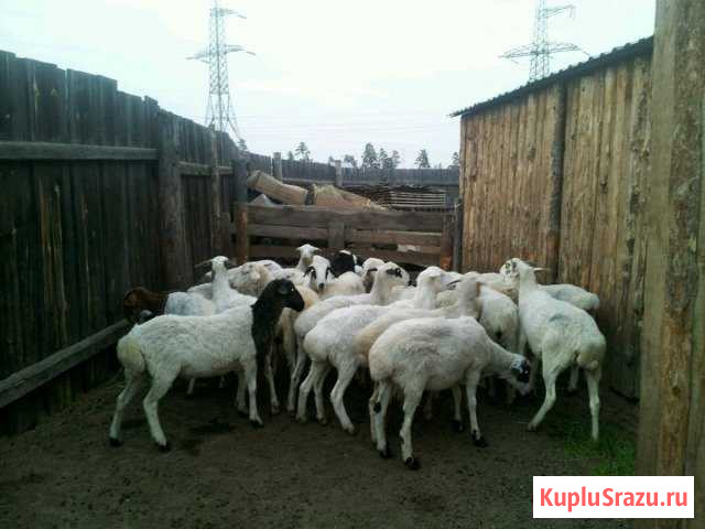 Бараны Улан-Удэ - изображение 1