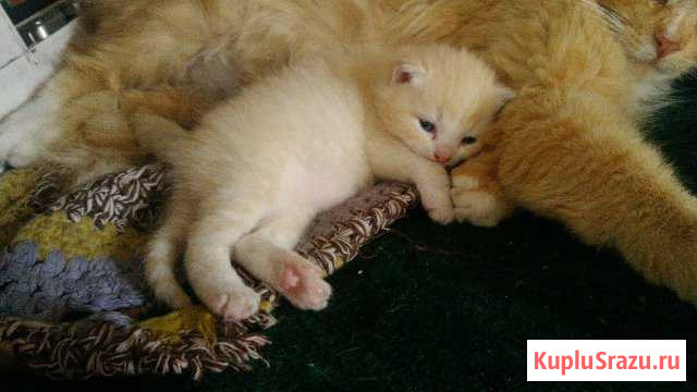 Котёнок кот Валуйки - изображение 1
