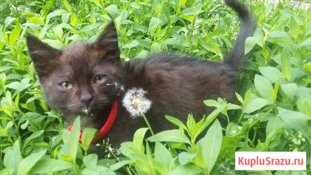 Котик в добрые руки Валуйки - изображение 1