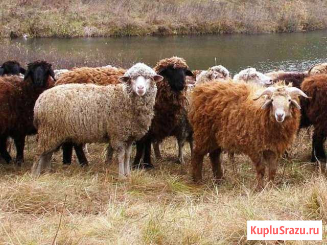 Овцы. Бараны Погар - изображение 1