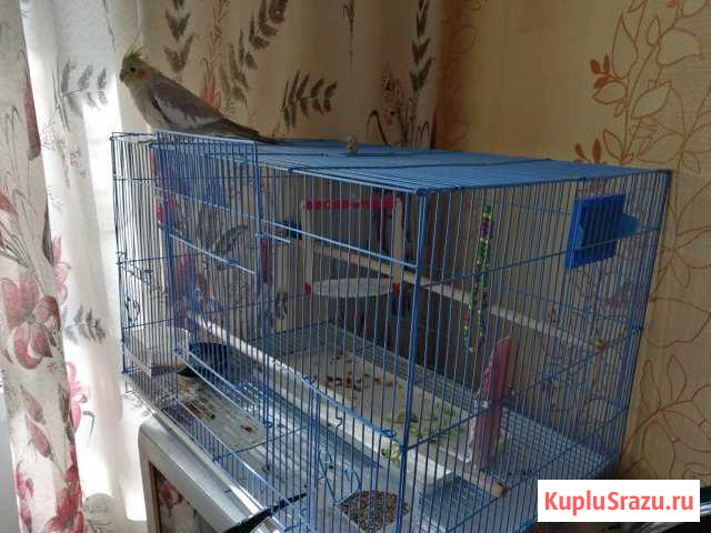 Корелла Ковров - изображение 1