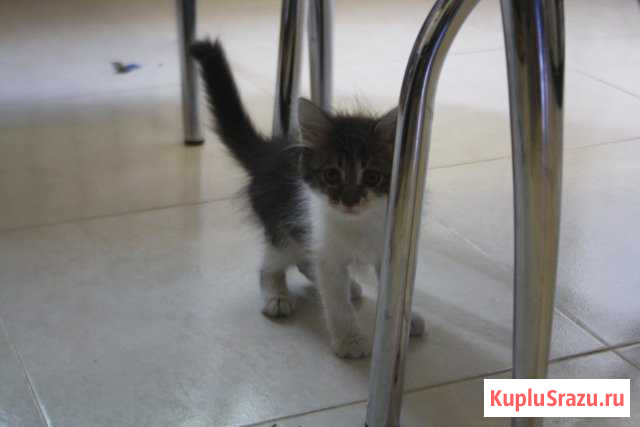 Котенок Волжский - изображение 1
