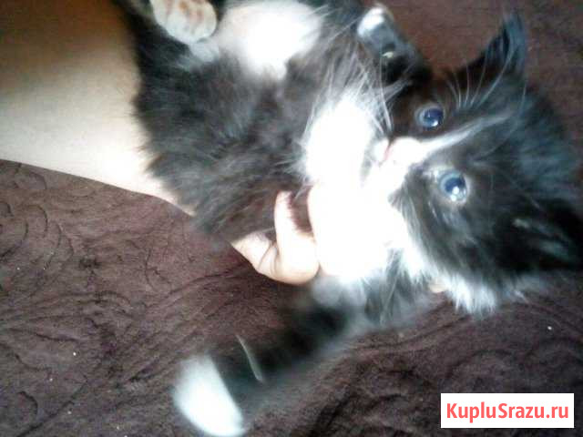 Отдам котят в добрые руки Новоаннинский - изображение 1