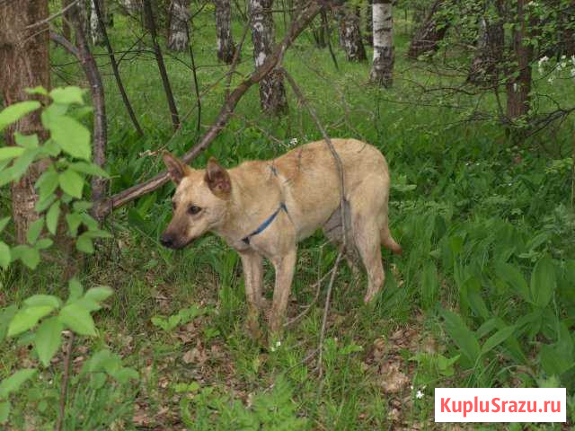 Ищу хлзяина Киржач - изображение 1