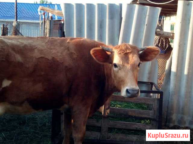 Продается корова Волгоград - изображение 1