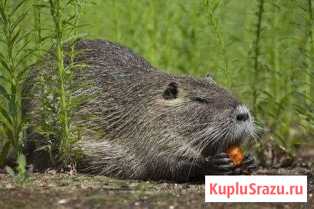 Продаются нутрии Лог - изображение 1