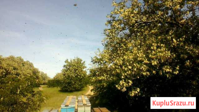 Акация белая (майский) Новоаннинский - изображение 1