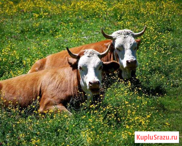 Коровы Урюпинск - изображение 1