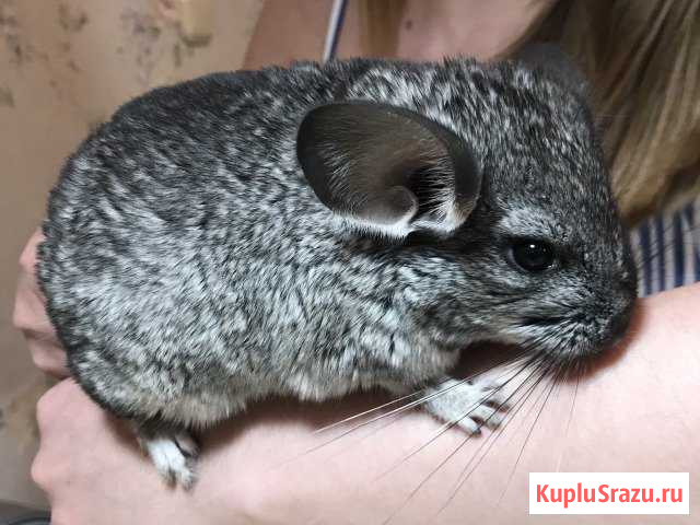 Шиншилла Волгоград - изображение 1