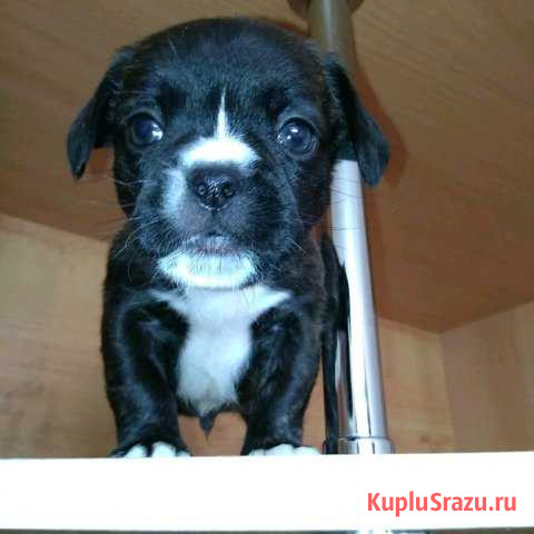 Французики Лиски - изображение 1