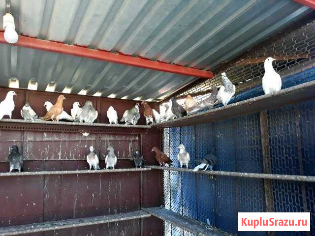 Голуби Николаевские Воронеж - изображение 1
