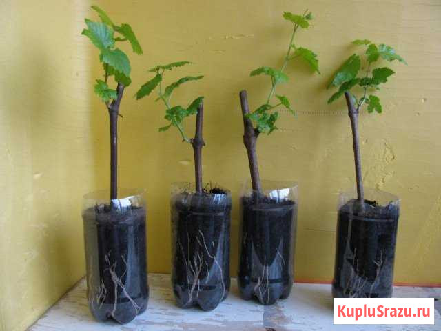 Продаю саженцы винограда Россошь - изображение 1