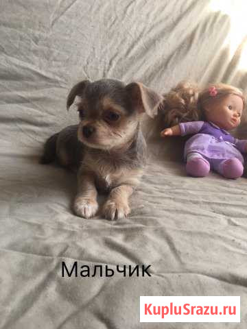 Чихуашки-милашки Иваново - изображение 1