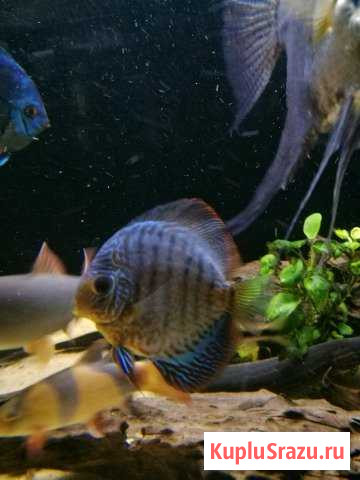 Дискусы Братск - изображение 1