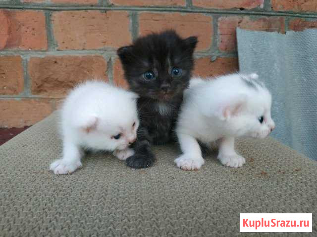 Отдам котят в хорошие руки. Домашние,здоровые. Зво Прохладный - изображение 1
