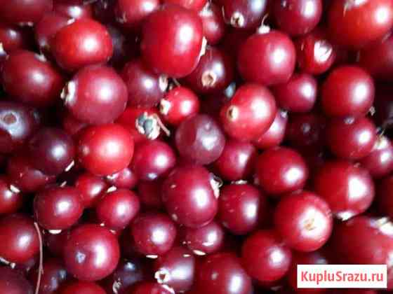 Продам клюкву Ангарск