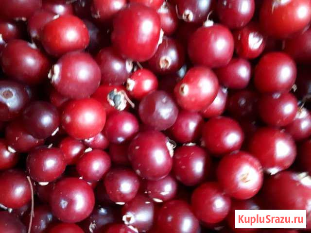 Продам клюкву Ангарск - изображение 1