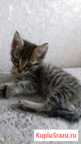 Девочка красавица Иркутск - изображение 1