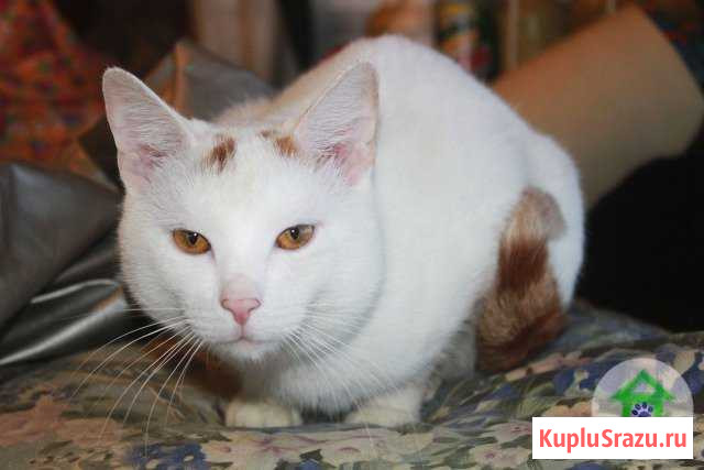 Добрый котик Валентин Иркутск - изображение 1