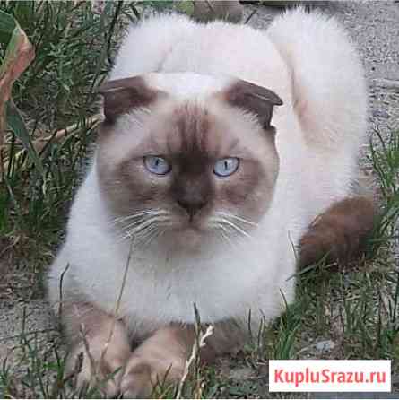 Шотландский котик (Skottish Fold) вязка Черкесск