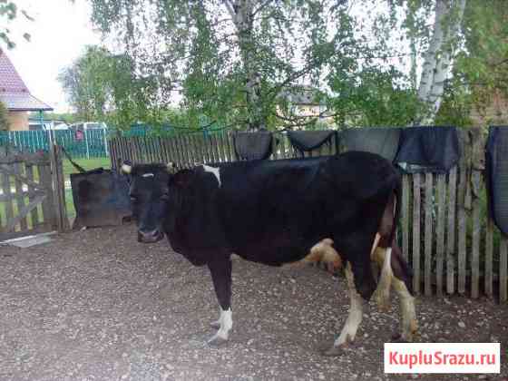 Корова Товарково