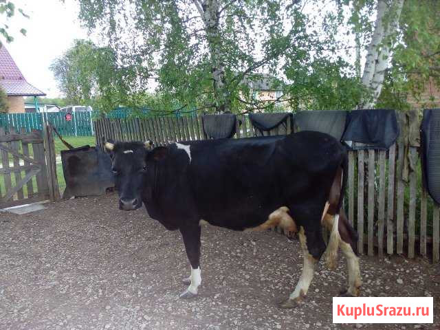 Корова Товарково - изображение 1