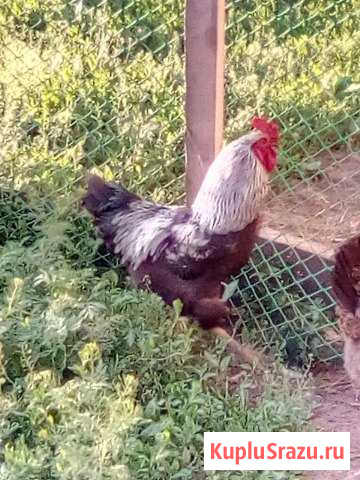 Петух дерзкий, спортсмен Сары-Тюз - изображение 1