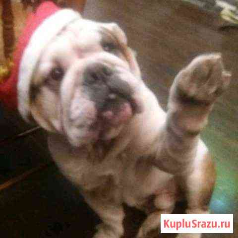 Английский бульдог Кемерово
