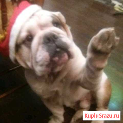 Английский бульдог Кемерово - изображение 1