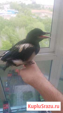 Птенец сороки вороны Кемерово - изображение 1