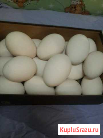 Гусиное Инкубационное яйцо Новокузнецк - изображение 1