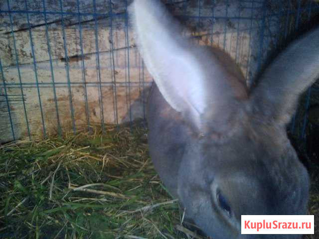Кролик породы рэкс Новокузнецк - изображение 1