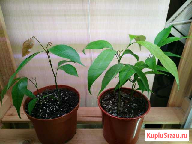 Экзотические цветы с Гоа Петрозаводск - изображение 1