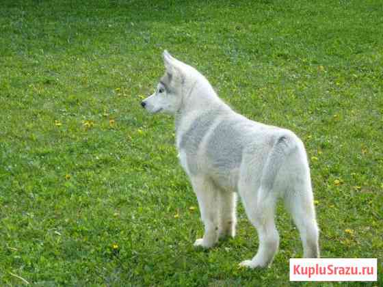 Щенки Хаски от Таежной Заимки Кемерово