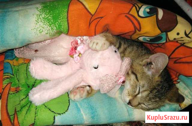 Отдам котенка Белово - изображение 1