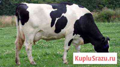 Коровы Новокузнецк