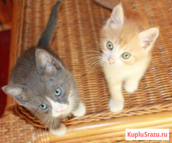 Котики в добрые руки Феодосия - изображение 1