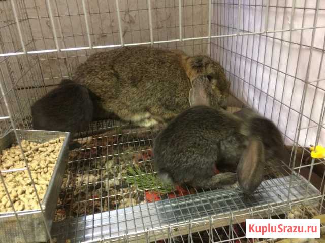 Кролик Французский баран Курск - изображение 1