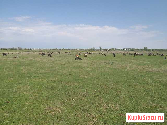 Молочные коровы,телки Рыльск - изображение 1