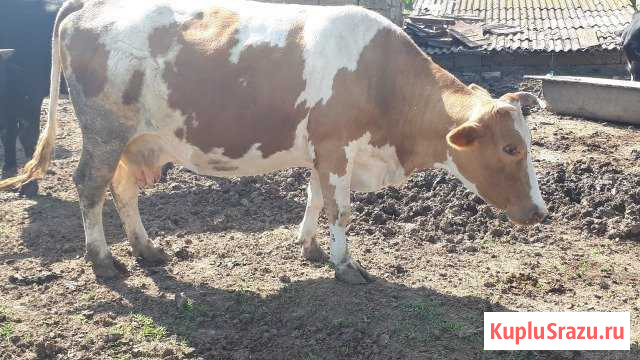 Продажа коров Джанкой - изображение 1