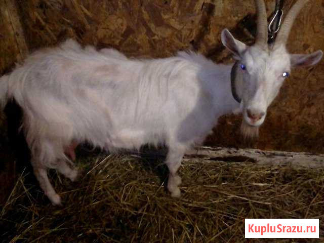 Высокоудойная коза Йошкар-Ола - изображение 1